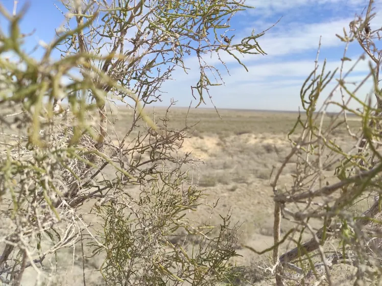 Айнұр Шошаева