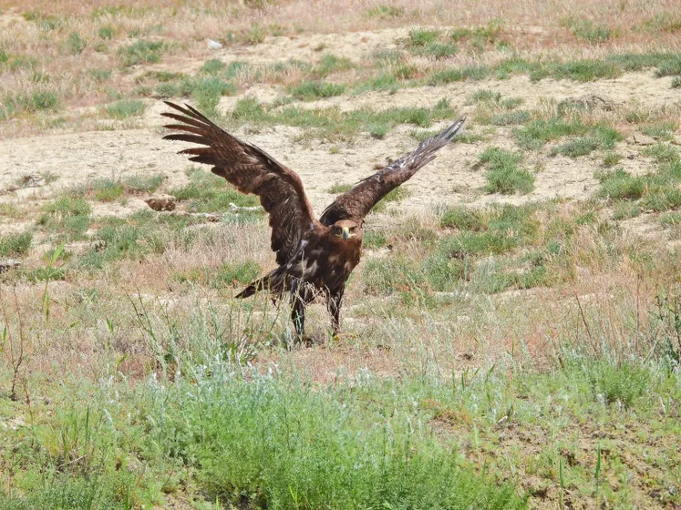 Qazaqstan Monitor: Тоғыз жас дала қыранының алғаш миграциясы