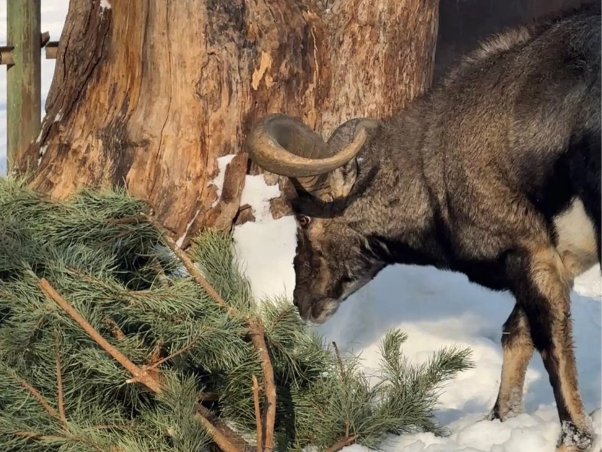 Фото: Алматинский зоопарк