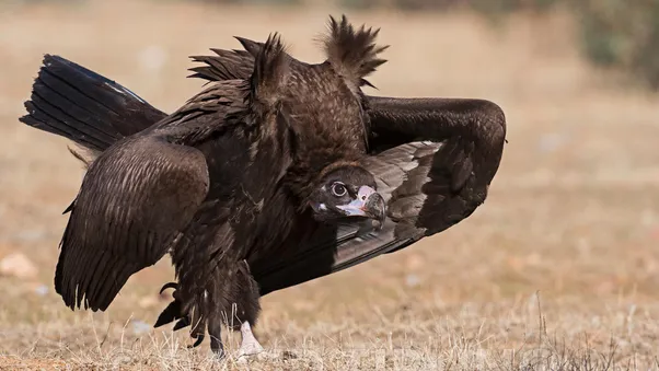 Eurasian black vulture | birdphoto.co.uk