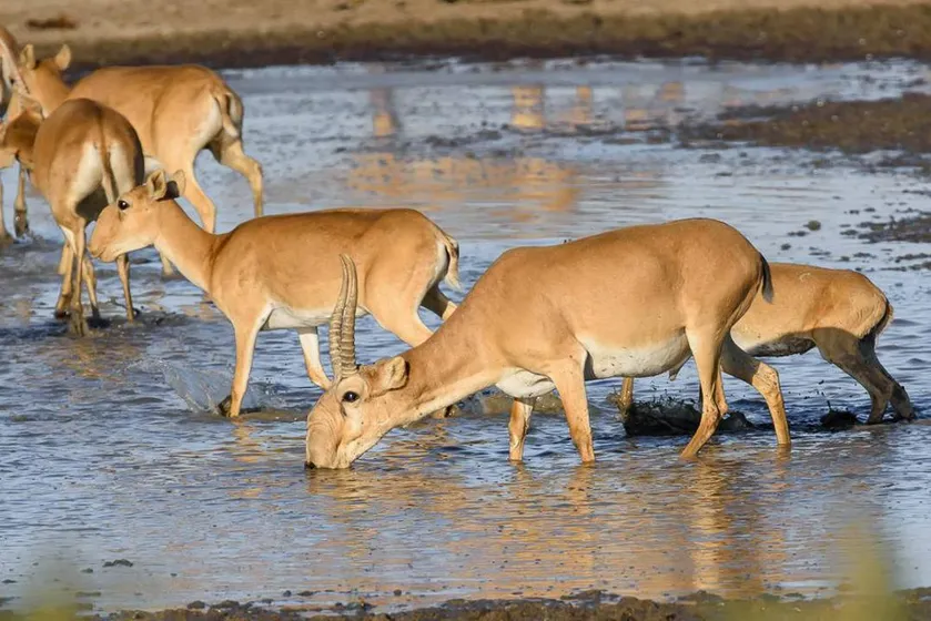  gov.kz / Шпигельман Михаил Йосифович