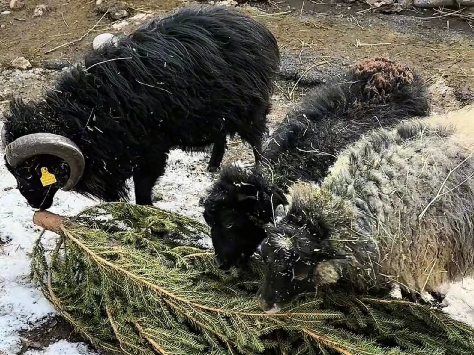 Фото: Алматинский зоопарк