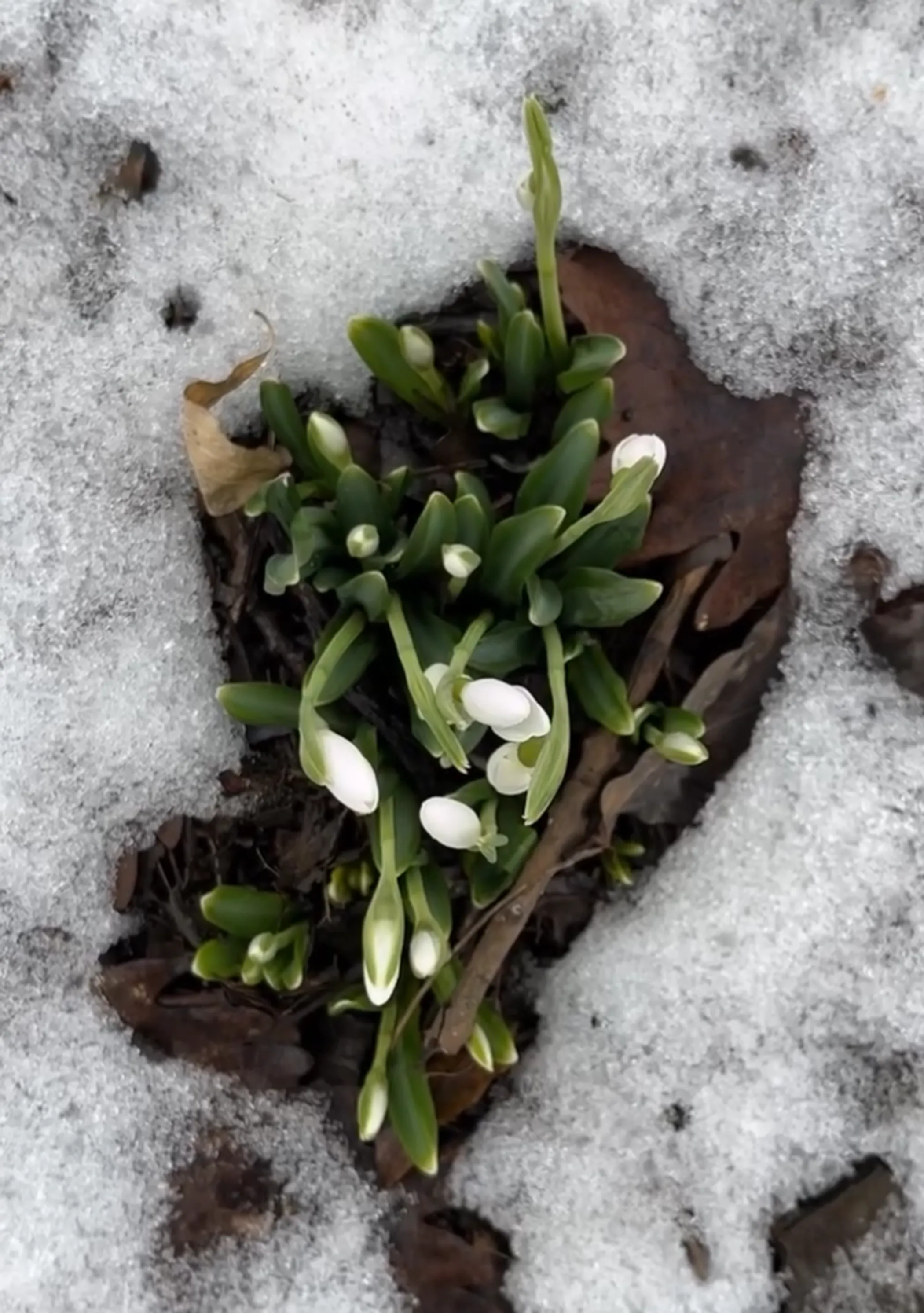 Ботанический сад Алматы