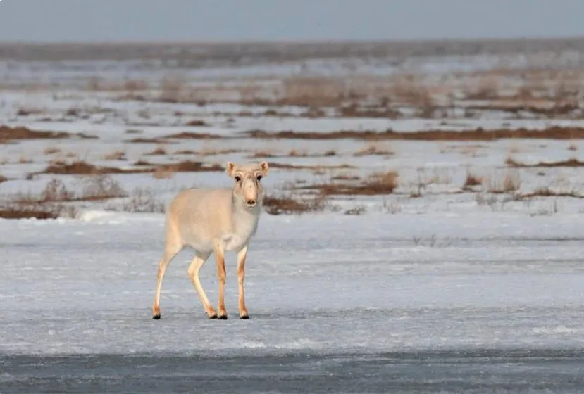 The Forestry and Wildlife Committee 