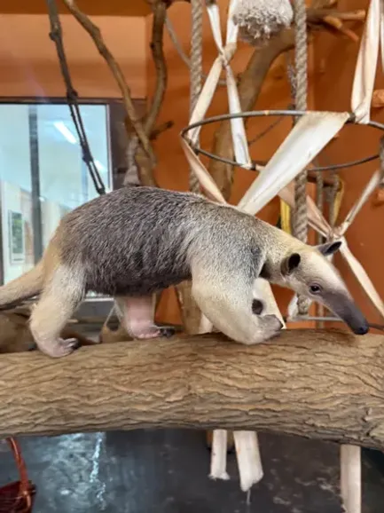 Алматы хайуанаттар бағы