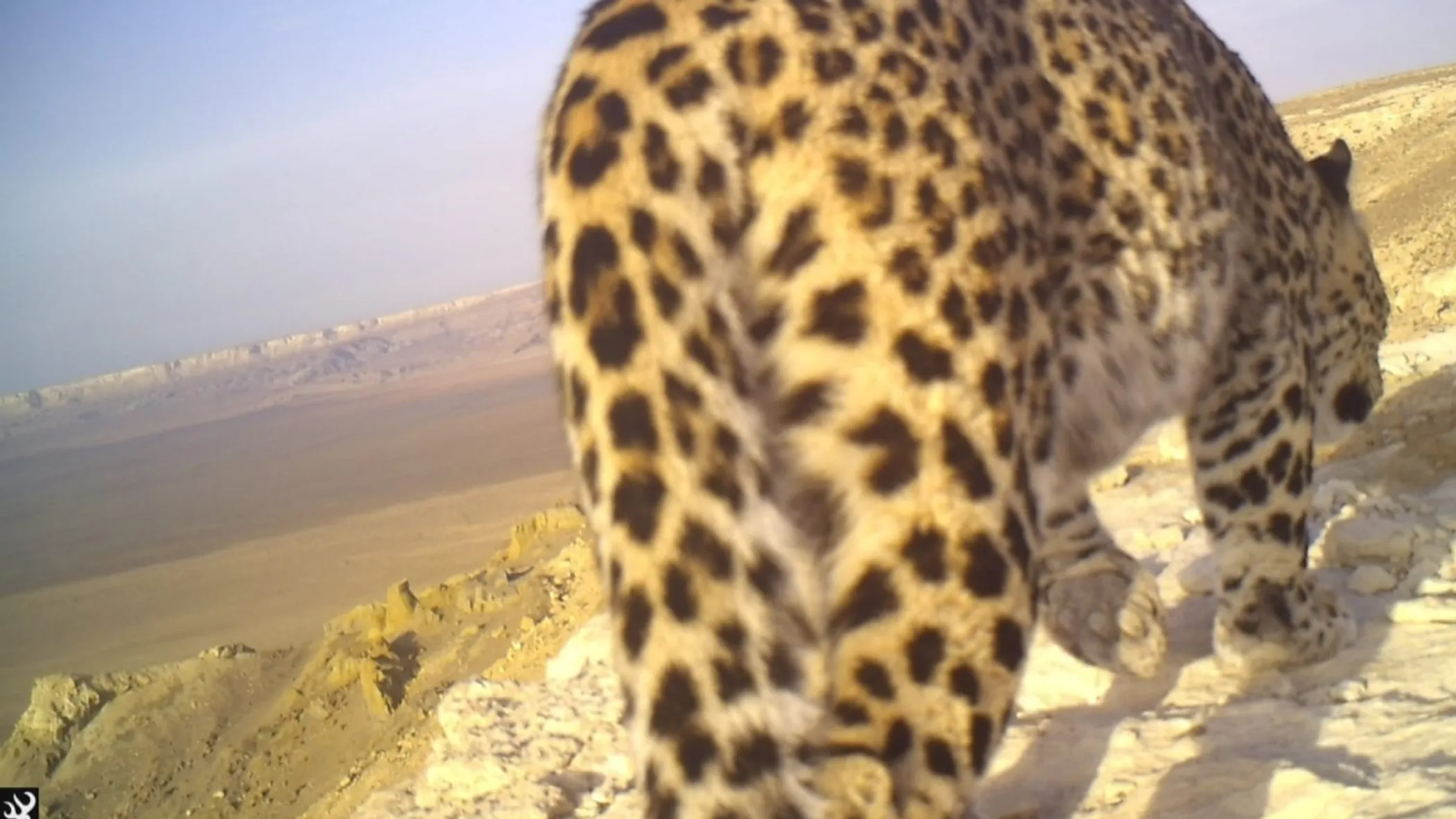 Recent Findings Confirm Return of Persian Leopards to Kazakhstan -  Qazaqstan Monitor