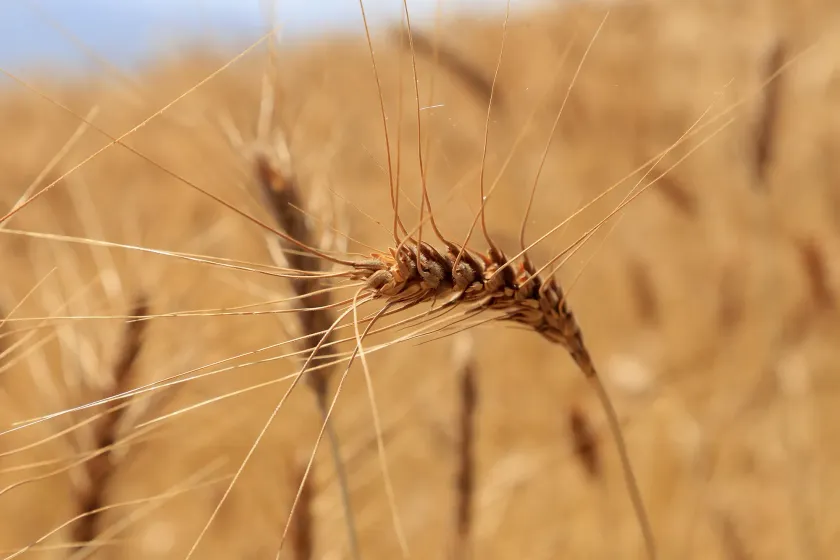 Qazaqstan Monitor: Kazakh girl who works at Elon Musk`s project ‘The American dream is not easy as you think’