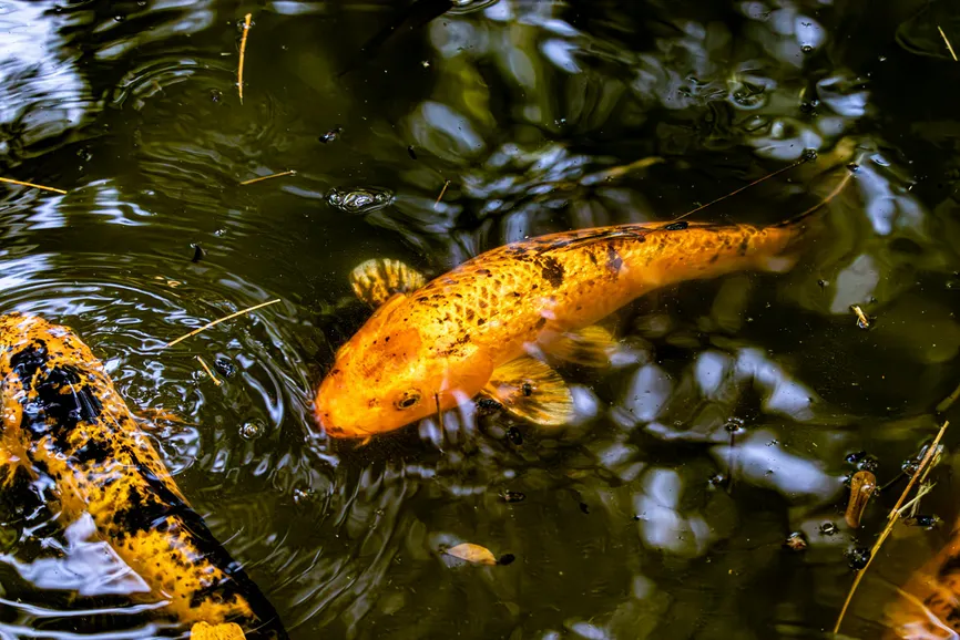 Pexels / Aimbere Elorza