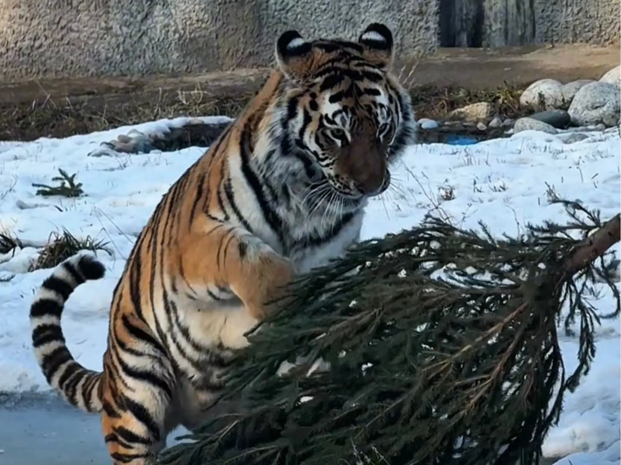 Фото: Алматинский зоопарк