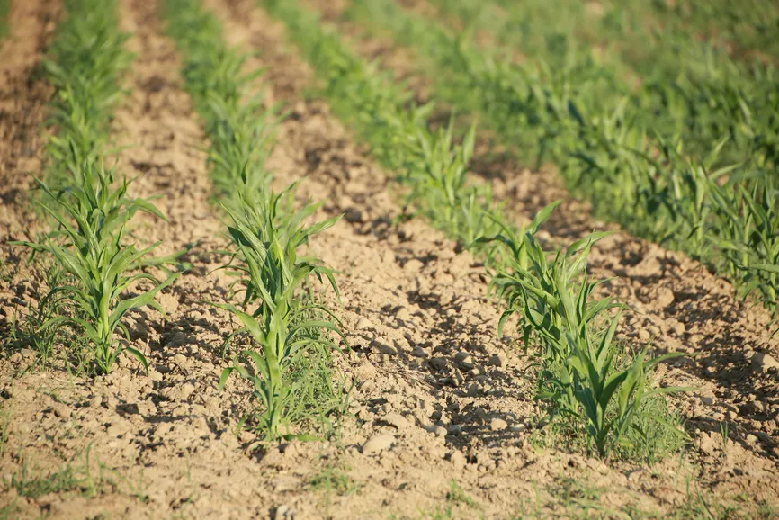 Руслан Пряников