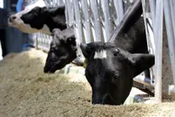 Руслан Пряников