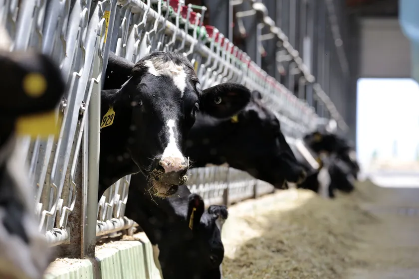 Руслан Пряников