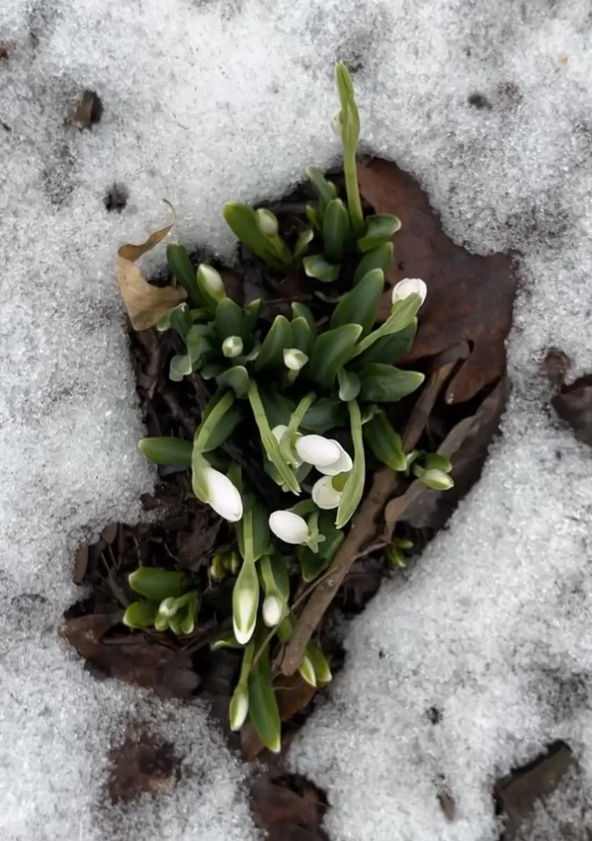Ботанический сад Алматы