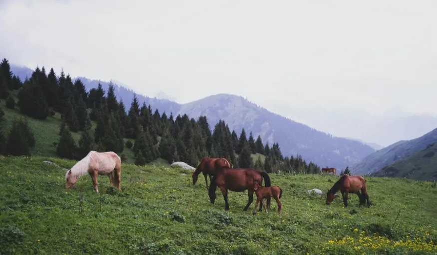 Steppe Walker/pexels