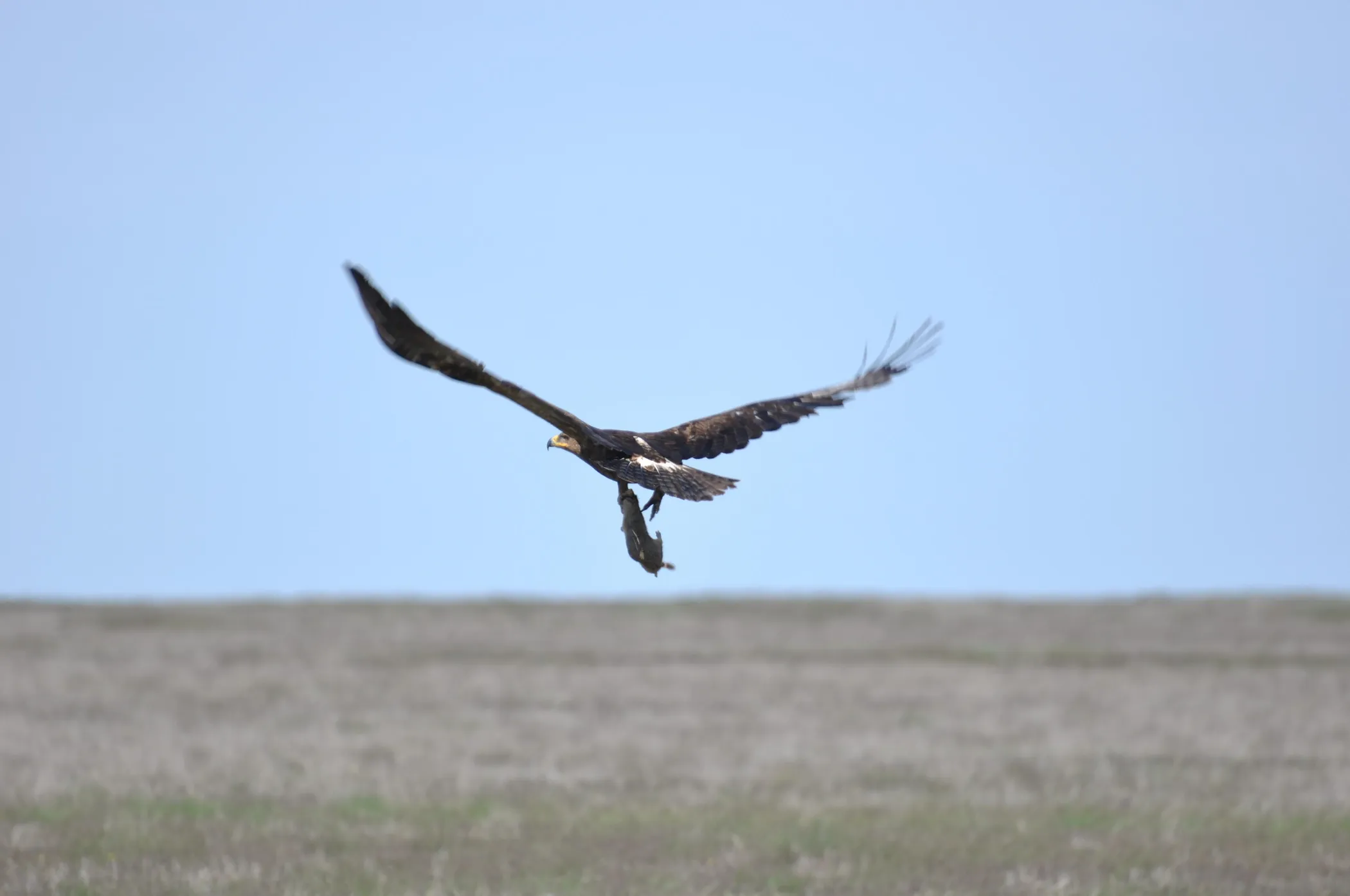 <b><span style="font-size: 10pt; font-family: Arial, sans-serif; color: rgb(0, 0, 0); background-color: transparent; font-weight: 400; font-style: italic; font-variant-numeric: normal; font-variant-east-asian: normal; font-variant-alternates: normal; font-variant-position: normal; font-variant-emoji: normal; vertical-align: baseline; white-space-collapse: preserve;"><font dir="auto" style="vertical-align: inherit;"><font dir="auto" style="vertical-align: inherit;">Сурет 3. Олжалы (сарышұнақ) дала қыраны. Авторы фото: Ирина Григорьева, АСБК.</font></font></span></b>