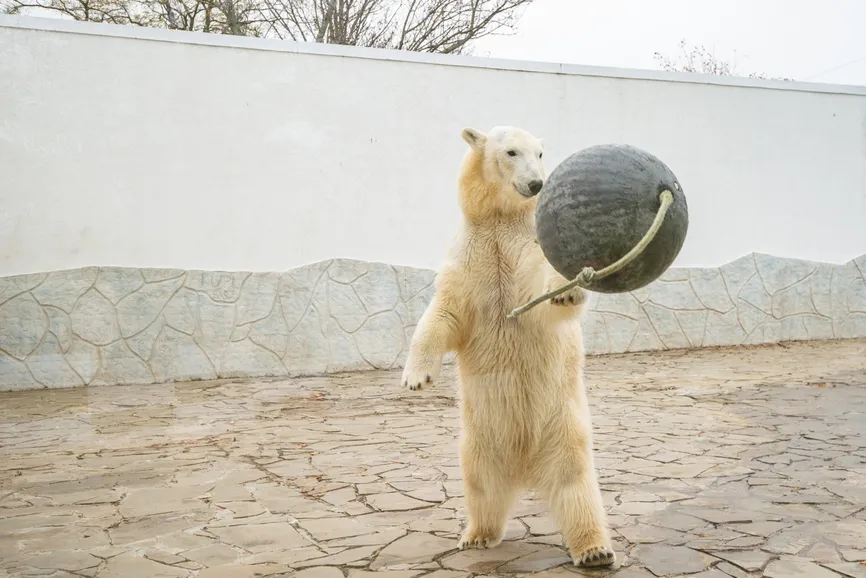 Rostov Zoo/Vkontakte