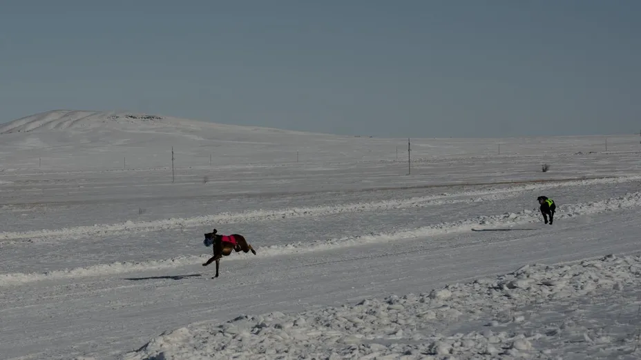 Qazaqstan Monitor: Қарағанды облысында ең жүйрік тазыны анықтады