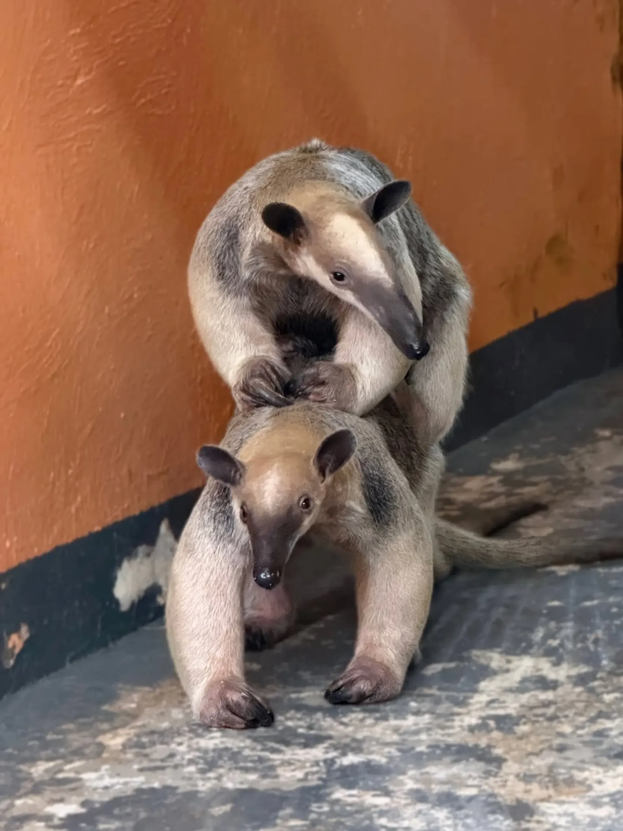 Алматы хайуанаттар бағы