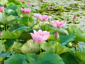 Sen Vo Uu (Vo Uu lotus) / pexels