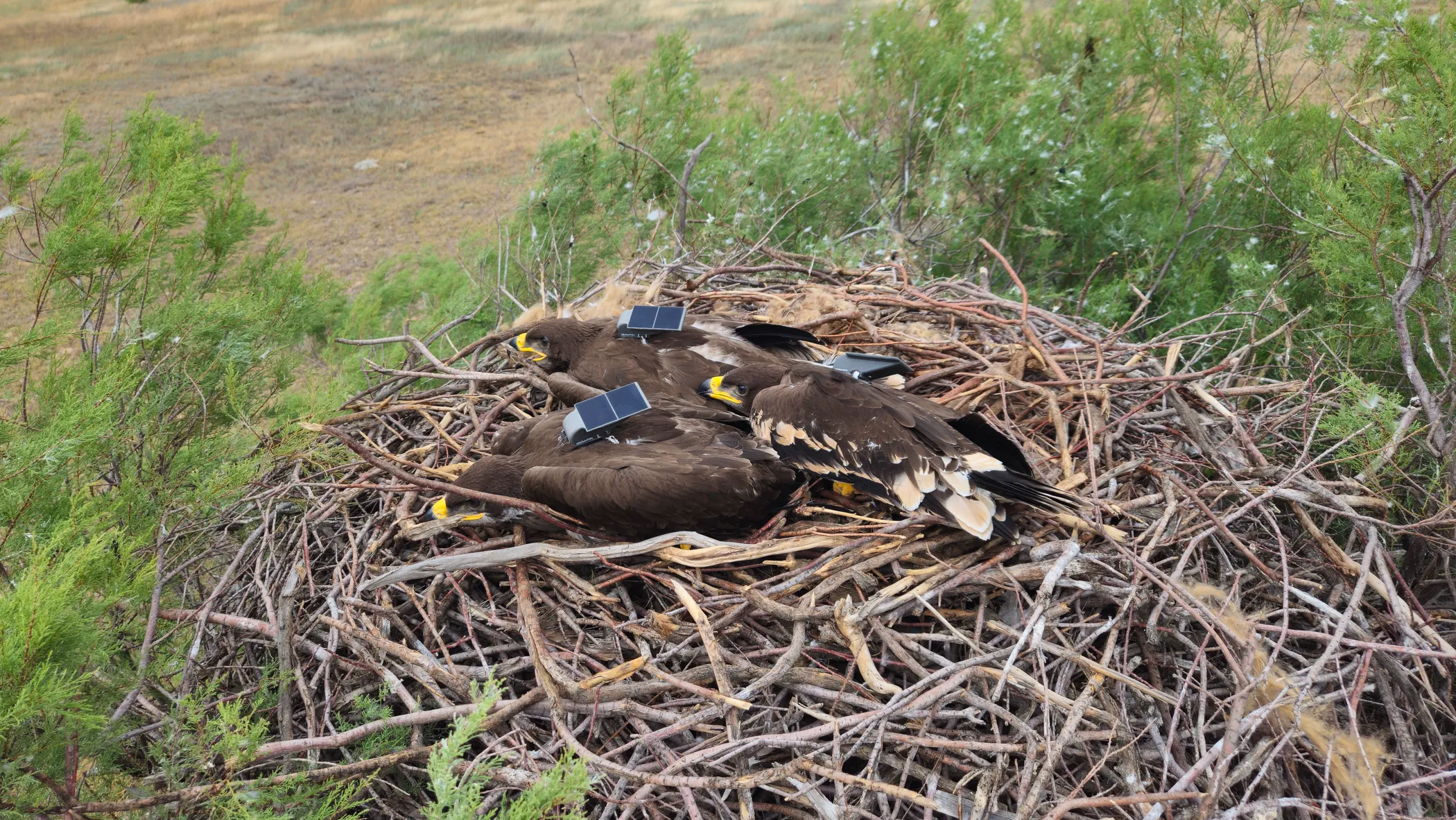 <span style="color: rgb(0, 0, 0); font-family: Arial, sans-serif; font-size: 13.3333px; font-style: italic; white-space-collapse: preserve;"><font dir="auto" style="vertical-align: inherit;"><font dir="auto" style="vertical-align: inherit;">Сурет. 2. Ұядағы трекер тағылған жас дала қырандары. </font></font></span><span style="color: rgb(0, 0, 0); font-family: Arial, sans-serif; font-size: 13.3333px; font-style: italic; white-space-collapse: preserve;"><font dir="auto" style="vertical-align: inherit;"><font dir="auto" style="vertical-align: inherit;">Авторы фото: Роман Александрович, АСБК.</font></font></span>