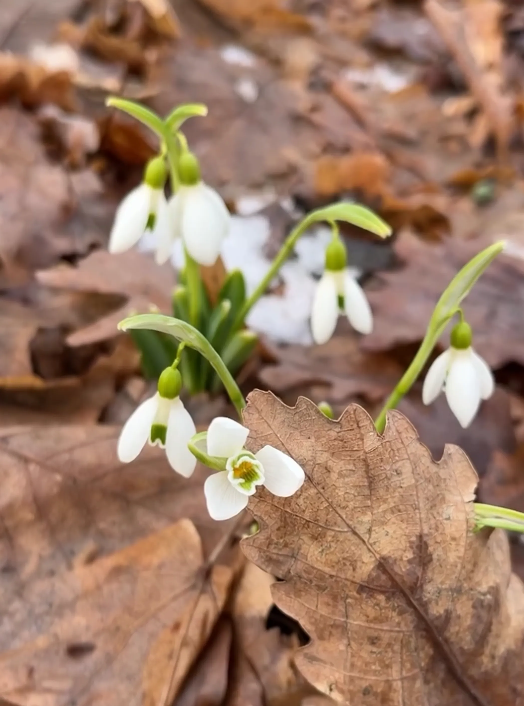 Ботанический сад Алматы
