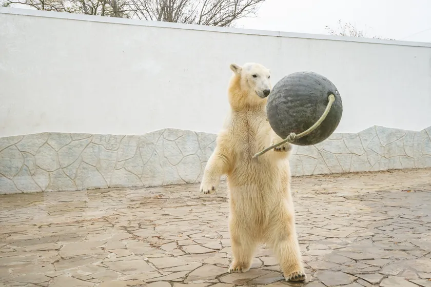 Rostov Zoo/Vkontakte