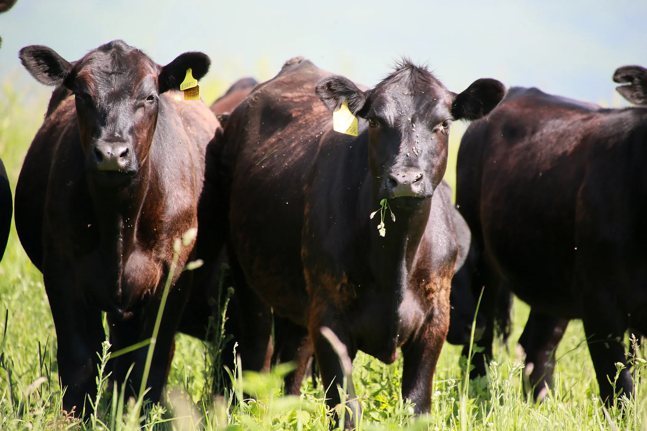 Руслан Пряников