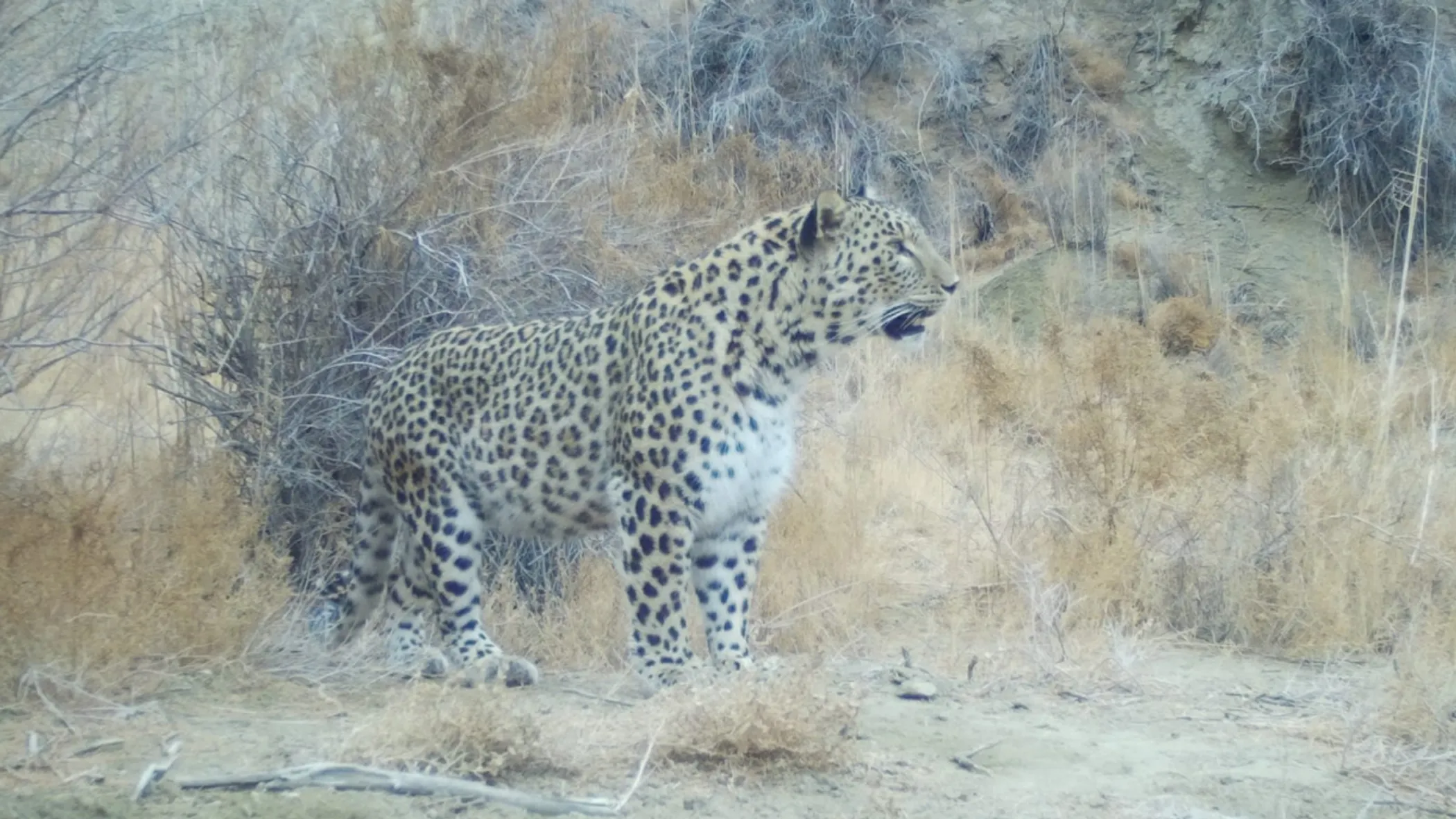 Kazakhstan Сontinues Further Actions to Protect Snow Leopards