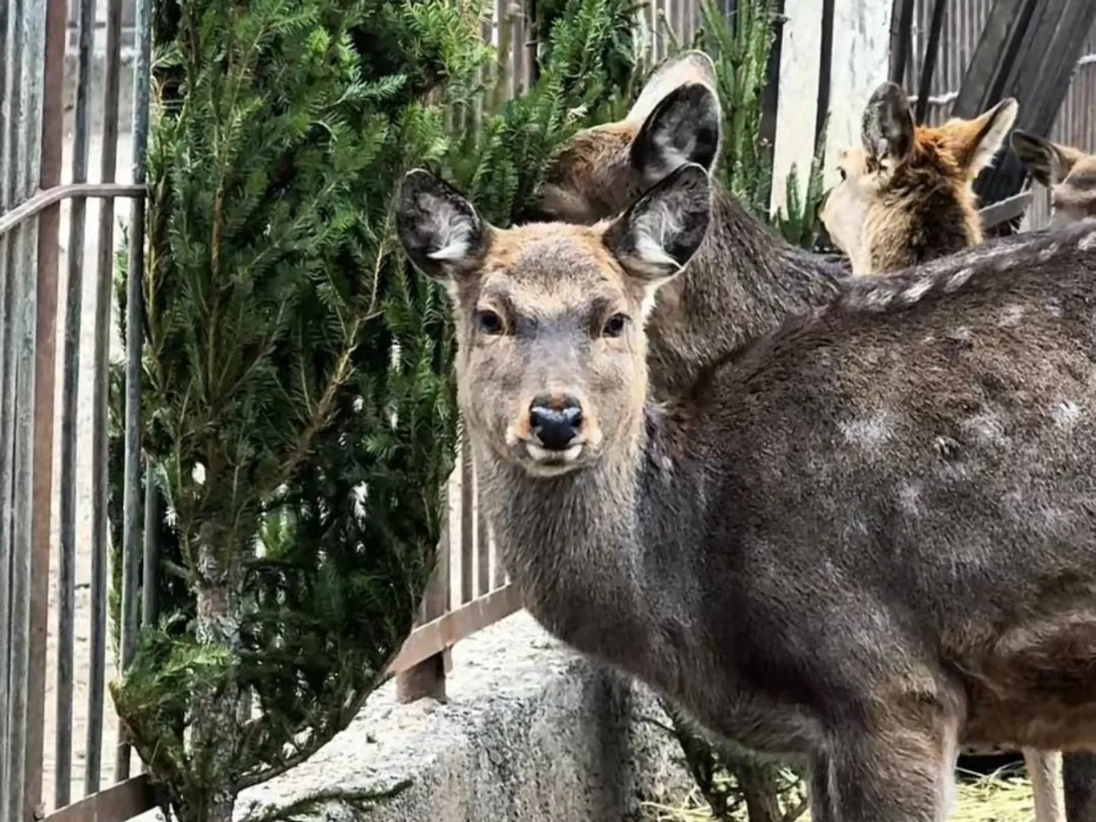 Фото: Алматинский зоопарк