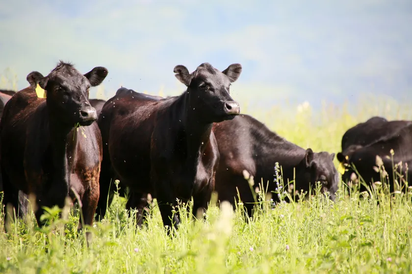 Руслан Пряников