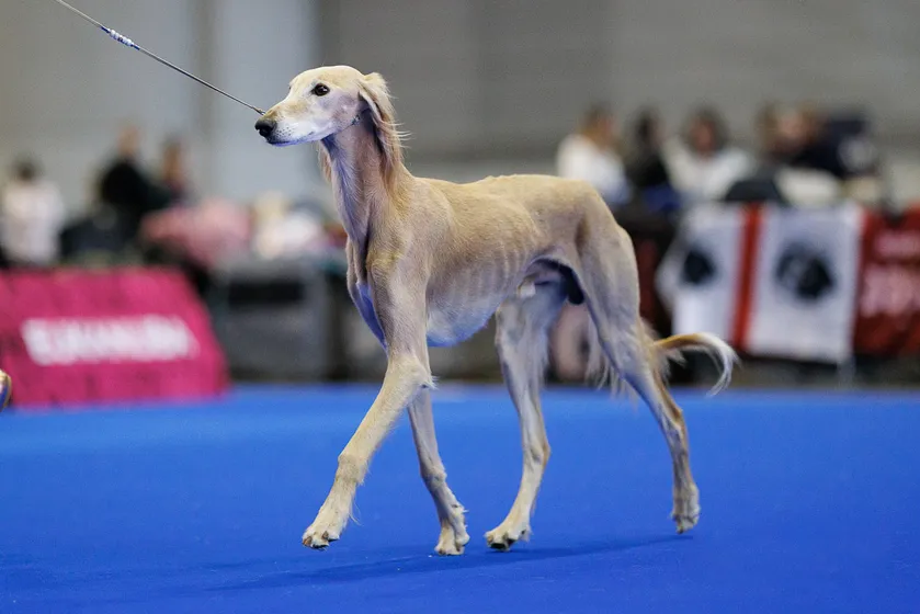 worlddogshow