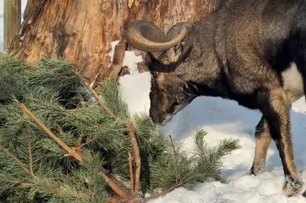 Алматы әкімдігі