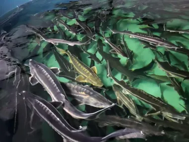 ҚР Ауыл шаруашылығы министрлігінің Балық шаруашылығы комитеті