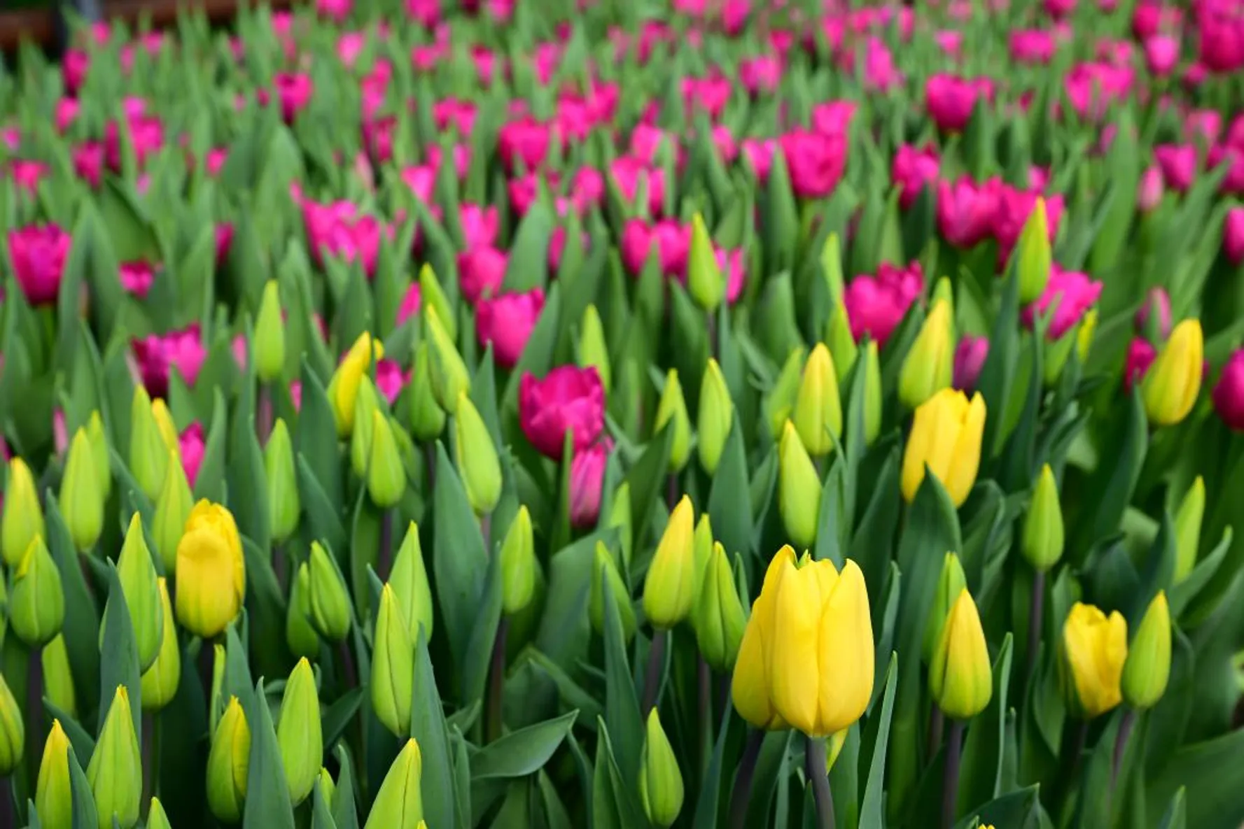 Дмитрий Ерофеев/Акимат области Жетысу