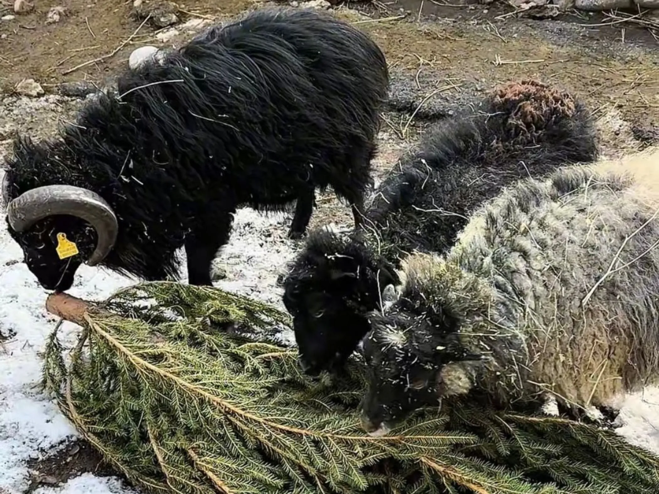 Фото: Алматинский зоопарк