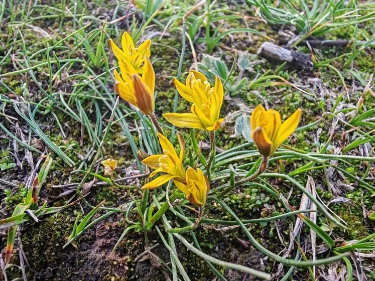 Гани Назарбек