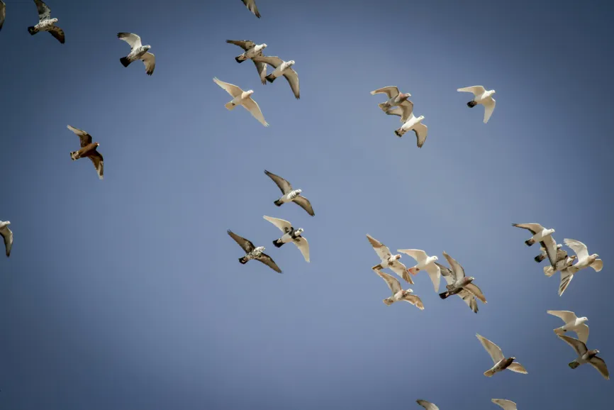 Pexels / Mehmet Turgut Kirkgoz 