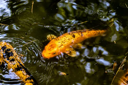 Pexels / Aimbere Elorza