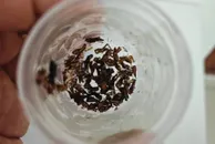 Министерство сельского хозяйства РК