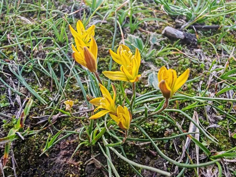 Гани Назарбек