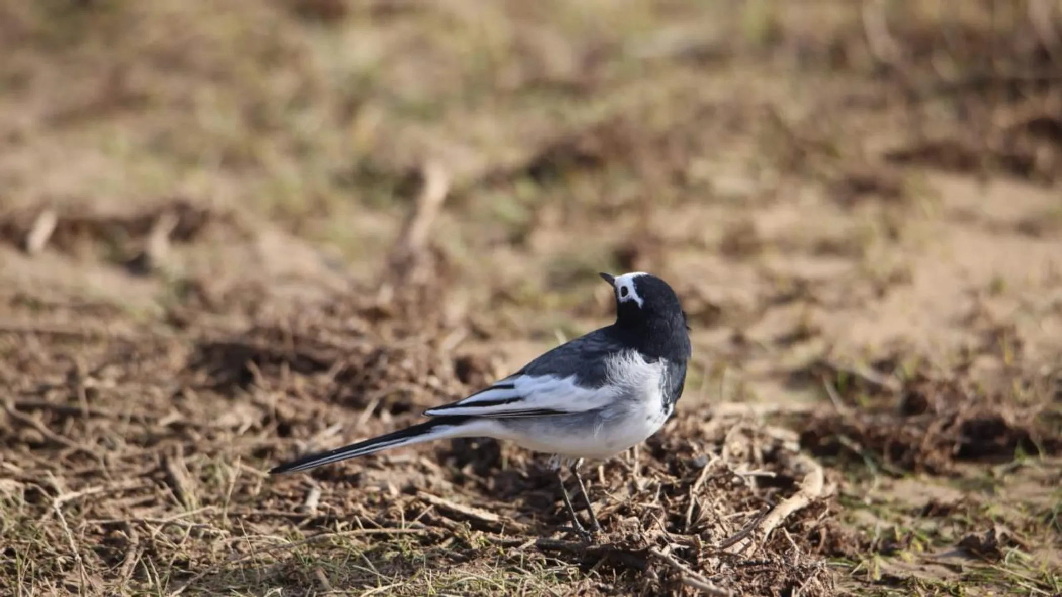 Гани Назарбек