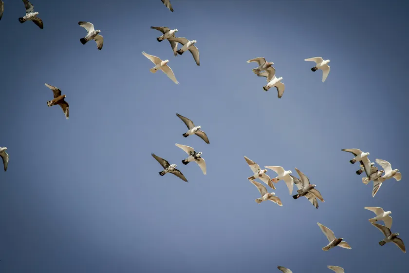 Pexels / Mehmet Turgut Kirkgoz 