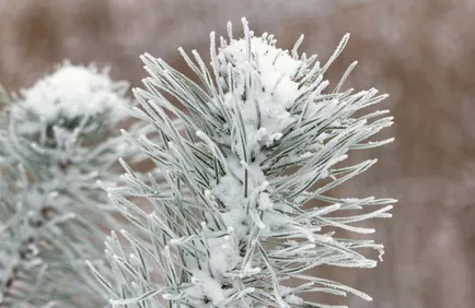 Pexels / Kristine Bruzite