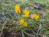 Гани Назарбек