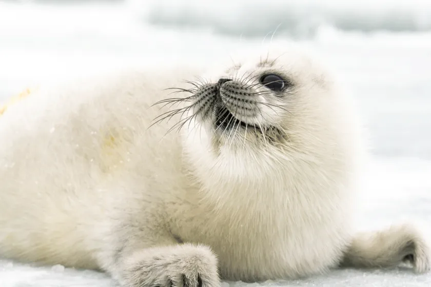 Twitter: @CaspianSealRRC