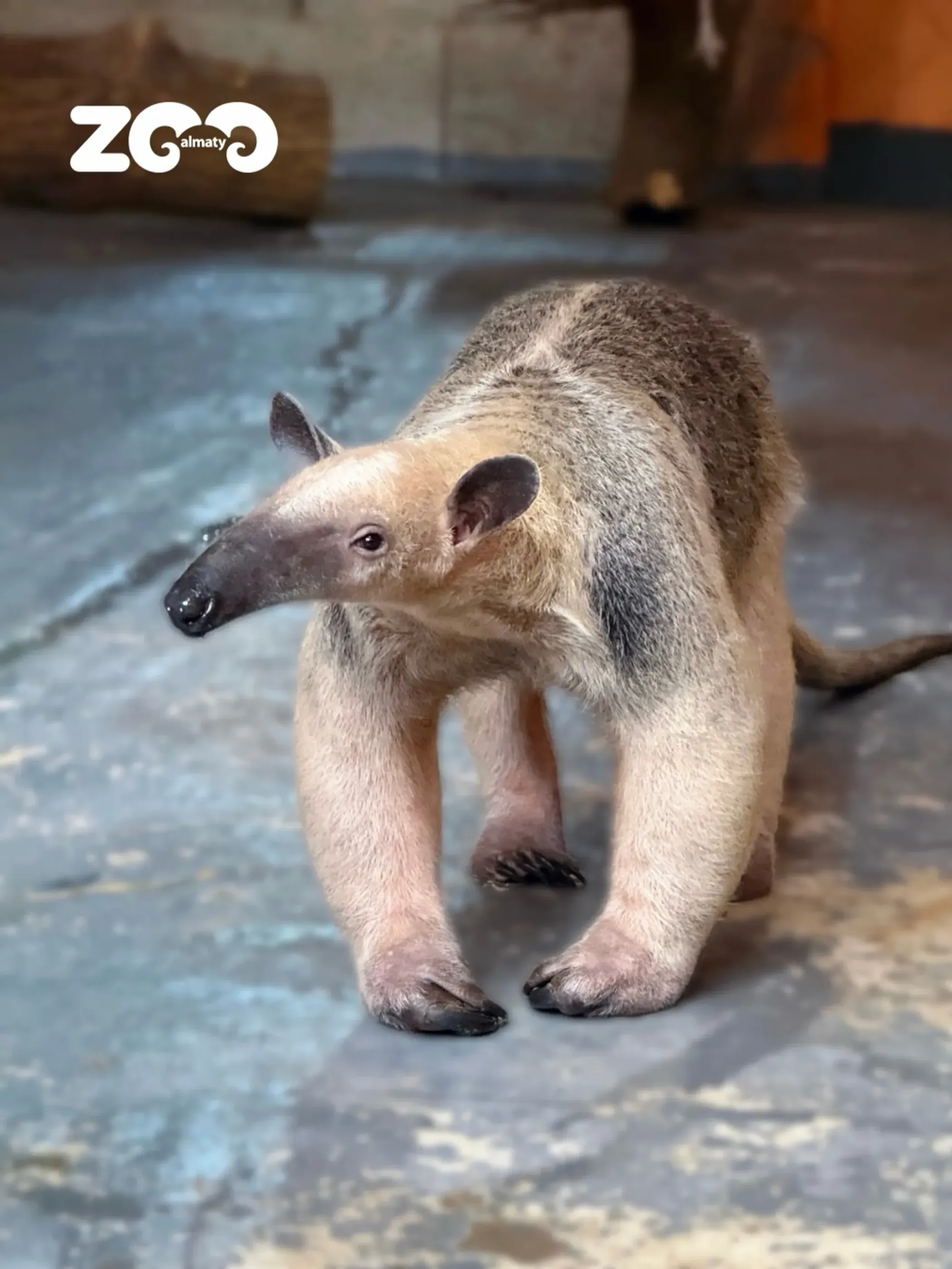 Алматы хайуанаттар бағы