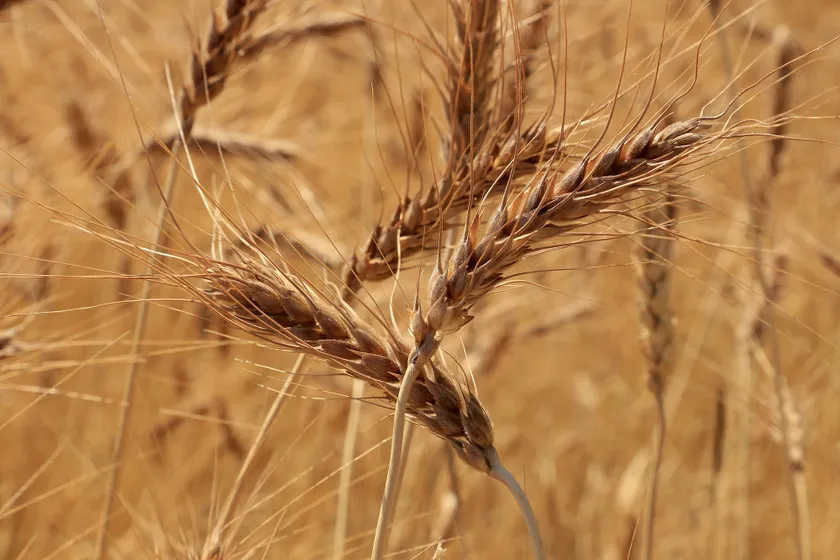 Руслан Пряников