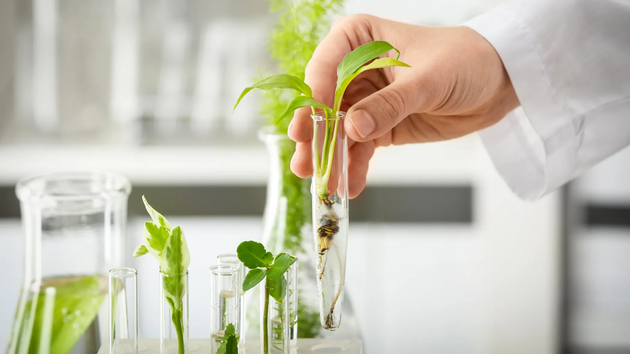 plantcelltechnology.com
