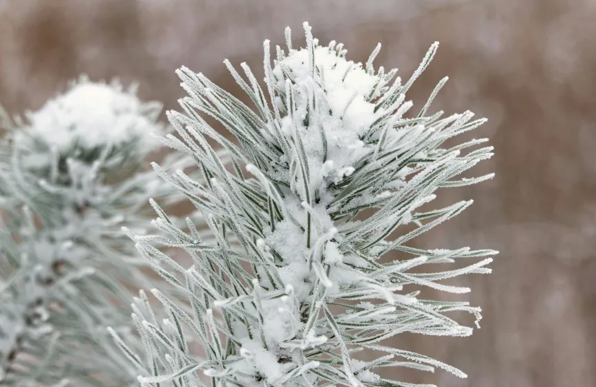 Pexels / Kristine Bruzite