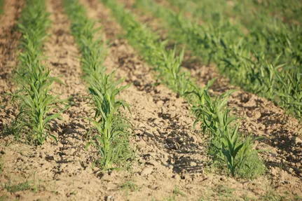 Руслан Пряников